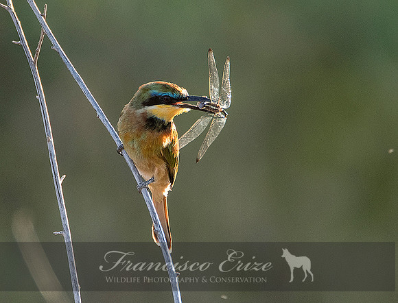 B57B Merops pusillus – LITTLE BEE-EATER