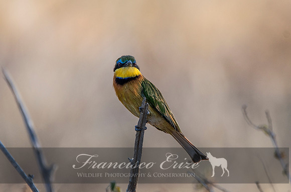 B57B Merops pusillus – LITTLE BEE-EATER