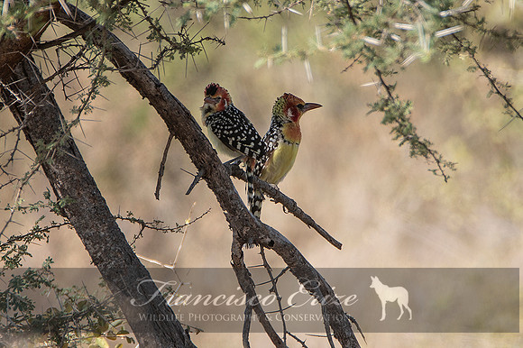 B58 Tachyphonus erythrocephalus – RED-AND-YELLOW BARBET