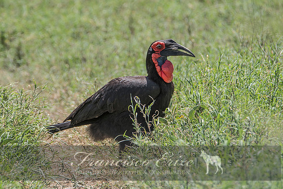 B60B Bucorvus leadbeateri – S. GROUND HORNBILL
