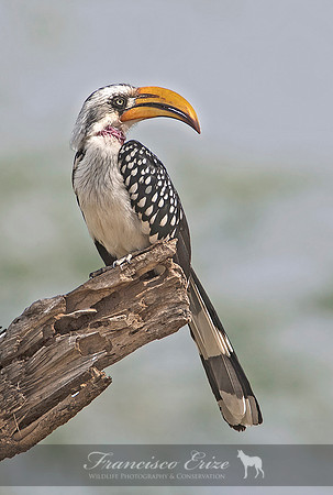 B60B Tockus flavirostris – N. YELLOW-BILLED HORNBILL