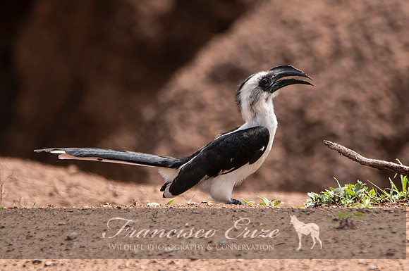 B60B Tockus deckeni – VON DER DECKEN’S HORNBILL
