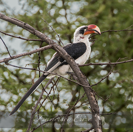 B60B Tockus deckeni – VON DER DECKEN’S HORNBILL