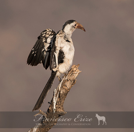 B60B Tockus erythrorhynchus – N. RED-BILLED HORNBILL