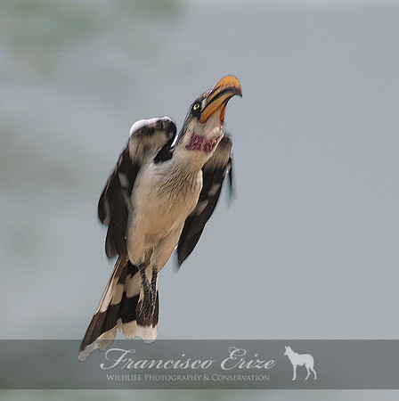 B60B Tockus flavirostris – N. YELLOW-BILLED HORNBILL