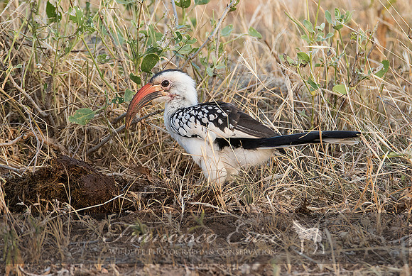 B60B Tockus erythrorhynchus – N. RED-BILLED HORNBILL
