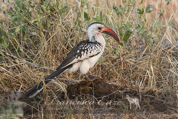 B60B Tockus erythrorhynchus – N. RED-BILLED HORNBILL