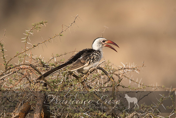 B60B Tockus erythrorhynchus – N. RED-BILLED HORNBILL