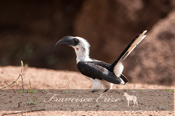 B60B Tockus deckeni – VON DER DECKEN’S HORNBILL