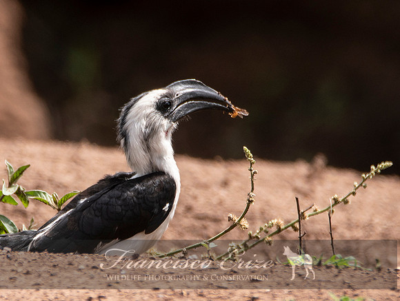 B60B Tockus deckeni – VON DER DECKEN’S HORNBILL