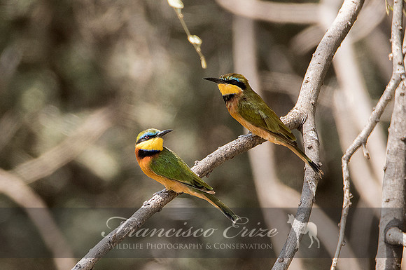 B57B Merops pusillus – LITTLE BEE-EATER