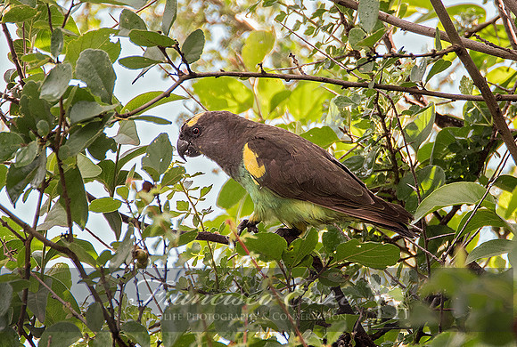 B44 Policephalus meyeri – BROWN PARROT