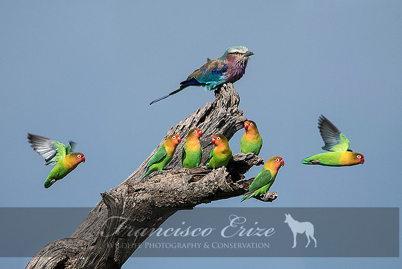 B44 Agapornis fischeri – FISCHER’S LOVEBIRD