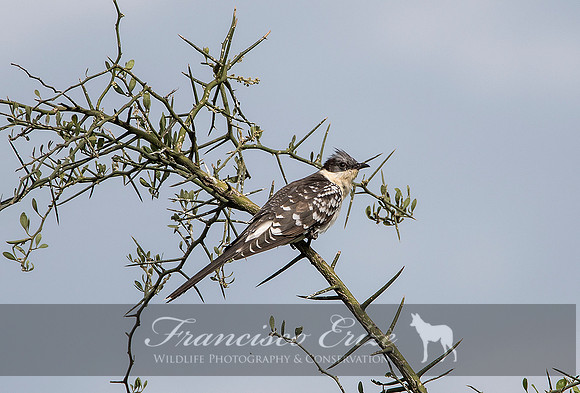B45 Clamatus jacobinus - JACOBIN CUCKOO