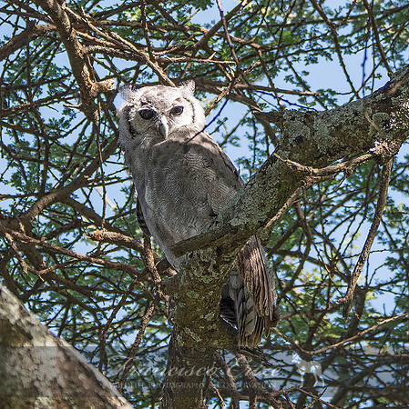 B50 Bubo lacteus – VERREAUX EAGLE-OWL