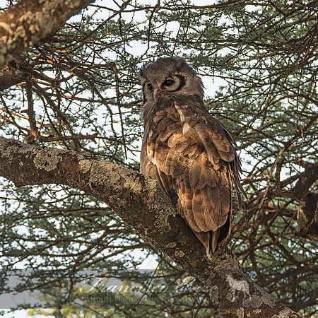 B50 Bubo lacteus – VERREAUX EAGLE-OWL
