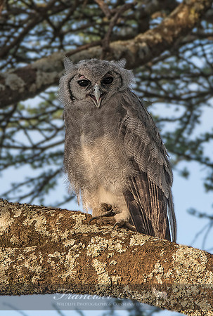 B50 Bubo lacteus – VERREAUX EAGLE-OWL