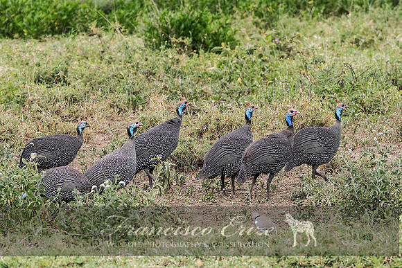 B23B Numidia meleagris – HELMETED GUINEAFOWL