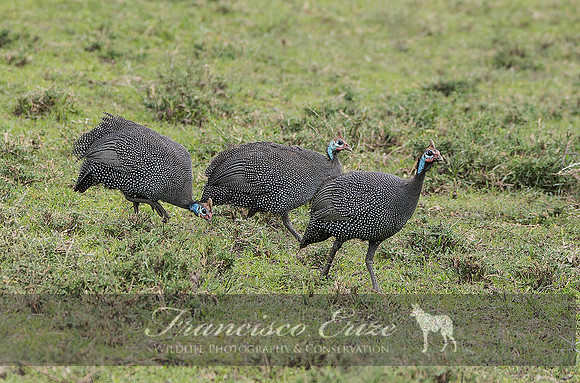 B23B Numidia meleagris – HELMETED GUINEAFOWL