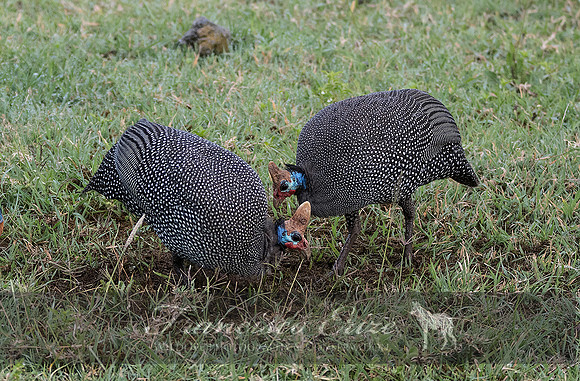 B23B Numidia meleagris – HELMETED GUINEAFOWL
