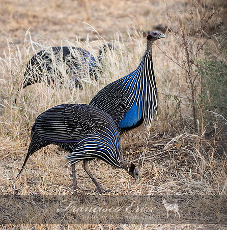 B23B Acryllium vulturinum – VULTURINE GUINEAFOWL