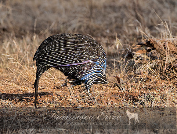 B23B Acryllium vulturinum – VULTURINE GUINEAFOWL