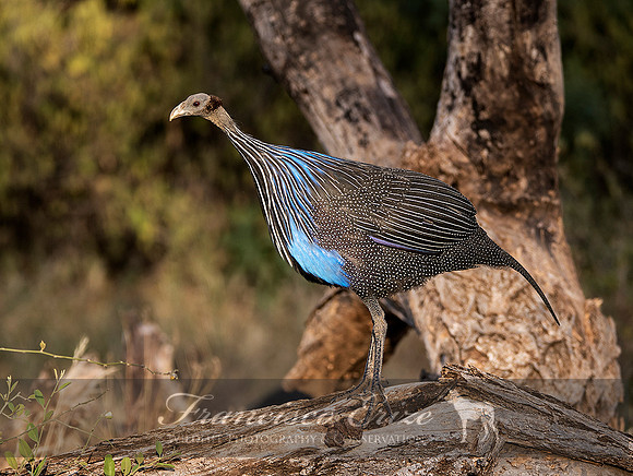B23B Acryllium vulturinum – VULTURINE GUINEAFOWL
