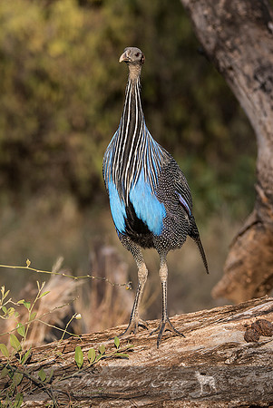 B23B Acryllium vulturinum – VULTURINE GUINEAFOWL