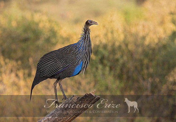 B23B Acryllium vulturinum – VULTURINE GUINEAFOWL