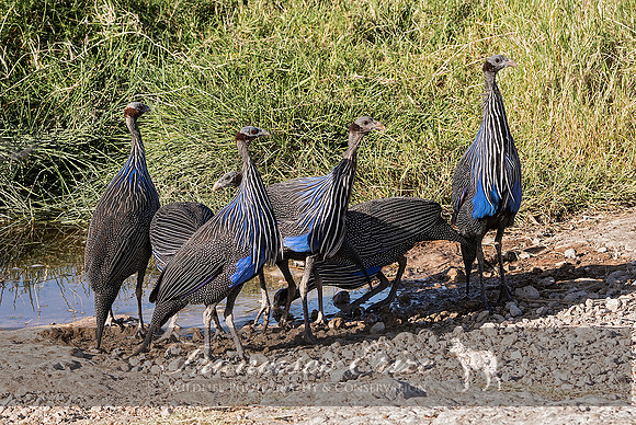 B23B Acryllium vulturinum – VULTURINE GUINEAFOWL