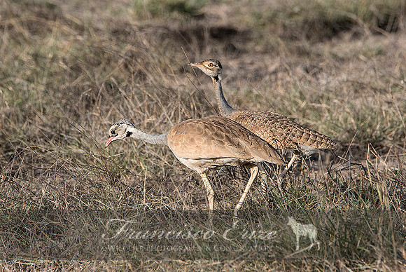 B24B Eupodotis senegalensis – WHITE-BELLIED BUSTARD