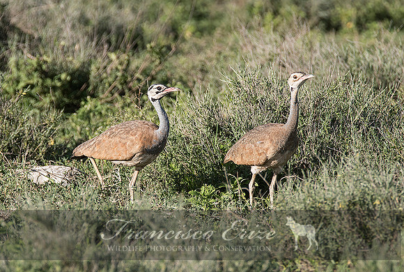B24B Eupodotis senegalensis – WHITE-BELLIED BUSTARD