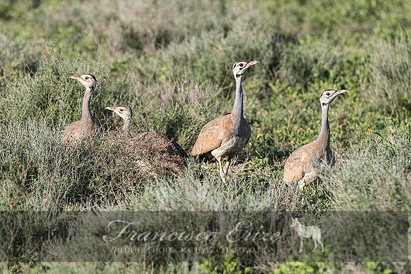B24B Eupodotis senegalensis – WHITE-BELLIED BUSTARD