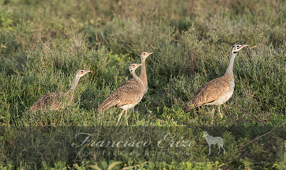 B24B Eupodotis senegalensis – WHITE-BELLIED BUSTARD