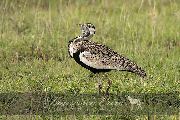 B24B Eupodotis melanogaster – BLACK-BELLIED BUSTARD