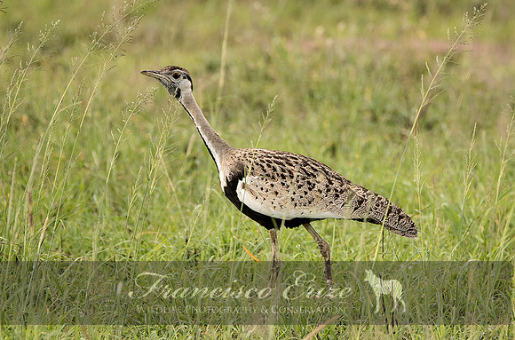 B24B Eupodotis melanogaster – BLACK-BELLIED BUSTARD