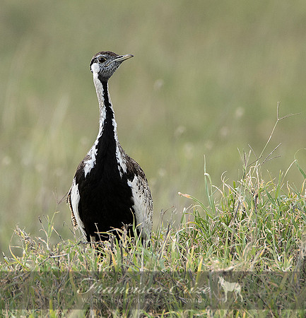 B24B Eupodotis melanogaster – BLACK-BELLIED BUSTARD