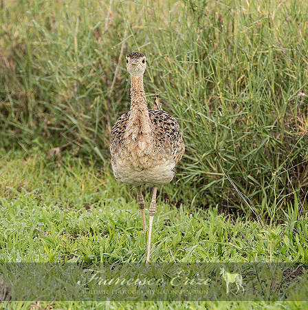 B24B Eupodotis melanogaster – BLACK-BELLIED BUSTARD