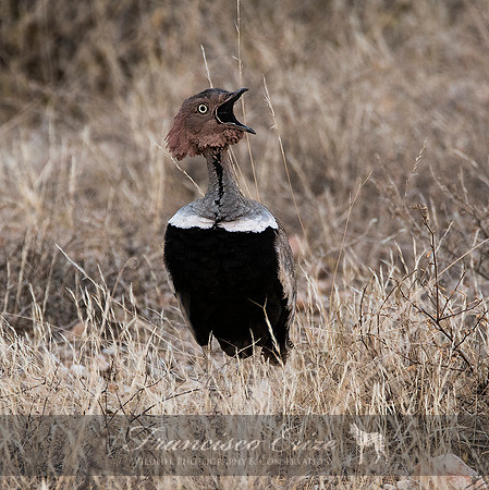 B24B Eupodotis ruficristata – BUFF-CRESTED BUSTARD