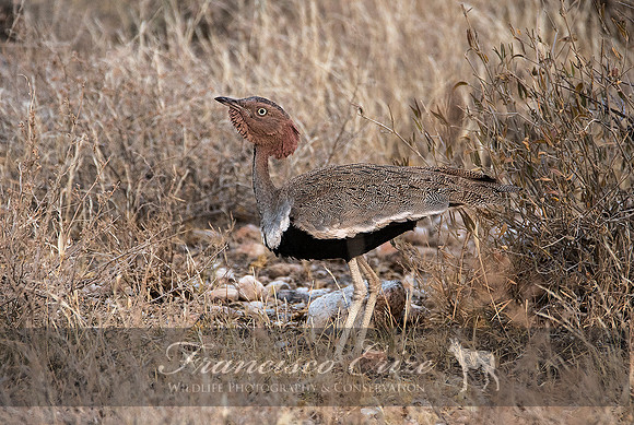 B24B Eupodotis ruficristata – BUFF-CRESTED BUSTARD