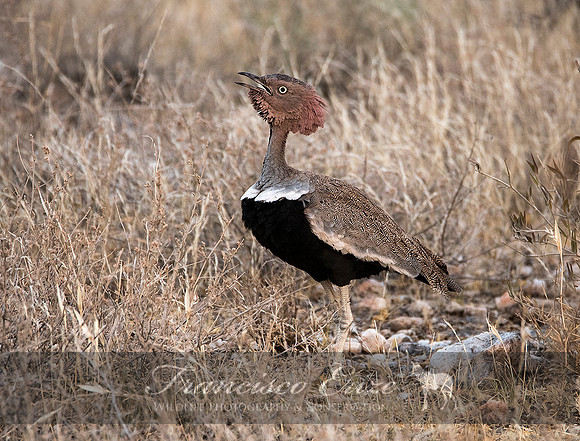 B24B Eupodotis ruficristata – BUFF-CRESTED BUSTARD