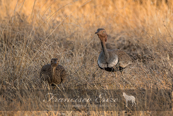 B24B Eupodotis ruficristata – BUFF-CRESTED BUSTARD