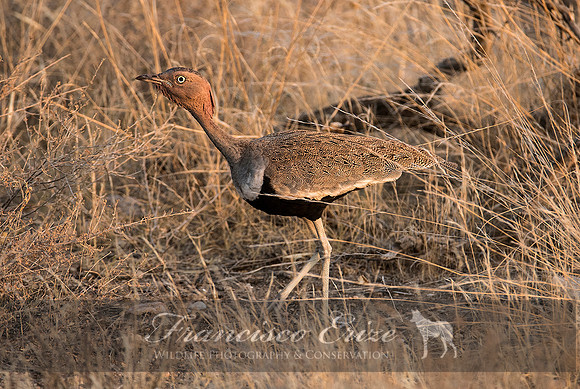 B24B Eupodotis ruficristata – BUFF-CRESTED BUSTARD