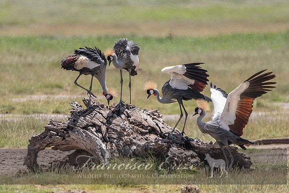 B25B Balearica regulorum – GREY CROWNED CRANE