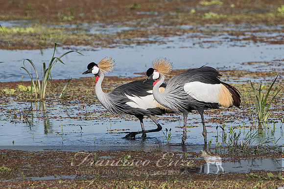 B25B Balearica regulorum – GREY CROWNED CRANE