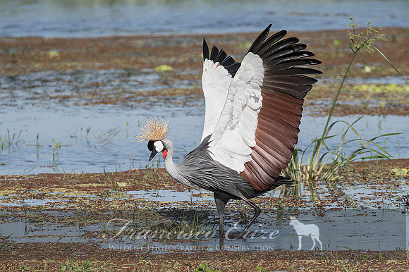 B25B Balearica regulorum – GREY CROWNED CRANE