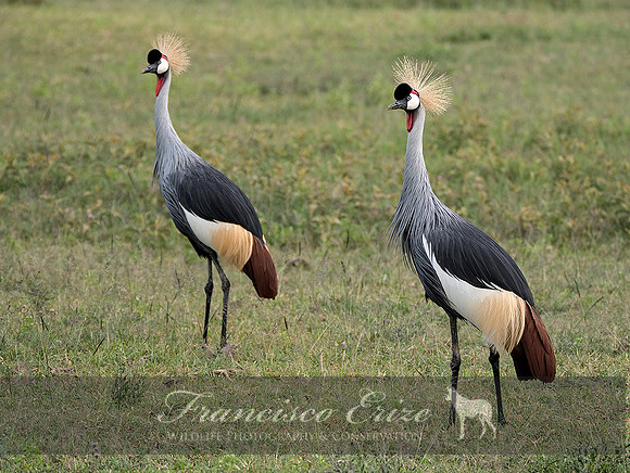B25B Balearica regulorum – GREY CROWNED CRANE