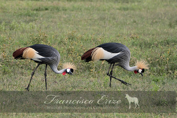B25B Balearica regulorum – GREY CROWNED CRANE