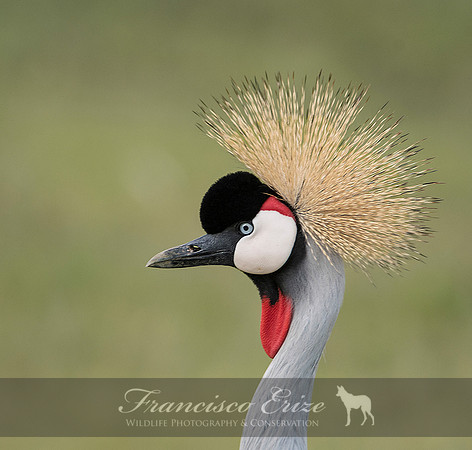 B25B Balearica regulorum – GREY CROWNED CRANE