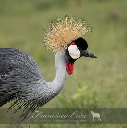 B25B Balearica regulorum – GREY CROWNED CRANE
